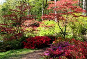 Japanese Acer Garden, Acers In The Garden, Red Maple Tree Landscaping, Japanese Maple Tree Landscape, Maple Tree Landscape, Japanese Maple Garden, Chicago Bungalow, Planting Combinations, Landscape Tips