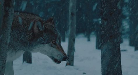 Devotion to Skaði Wolf Gif, Angry Wolf, Running Gif, Wolf Running, Werewolf Aesthetic, Fantasy Wolf, Wild Wolf, A Lone, Lone Wolf