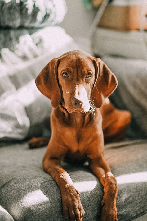 Viva, 5 months old vizsla puppy Cooking For Dogs, You're My Best Friend, Life Plans, Hungarian Vizsla, Vizsla Dogs, Vizsla Puppy, Vizsla Puppies, Dog Pics, Dream Dog