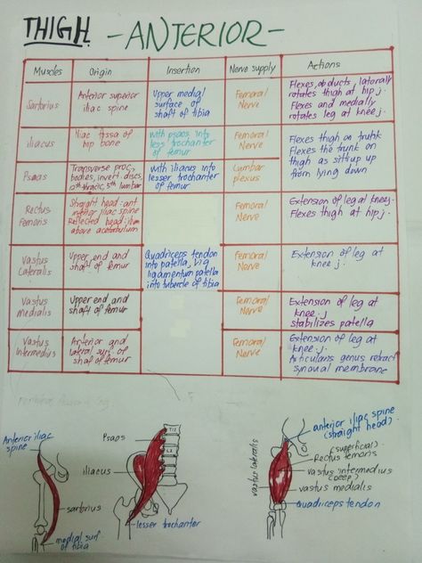 Anterior compartment of thigh with pictures. Anterior Thigh Muscles, Anatomy Tricks, Muscles Anatomy, Stretch Therapy, Joints Anatomy, Physical Therapy Student, Basic Anatomy, Physical Therapy Assistant, Basic Anatomy And Physiology