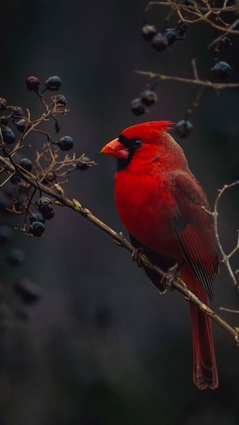 Cardinal Bird House, Cardinals Wallpaper, Landscape Anime, Amazing Aesthetic, Heart Wallpapers, Aesthetic Landscape, Rose Heart, Bird Wallpaper, Cardinal Birds