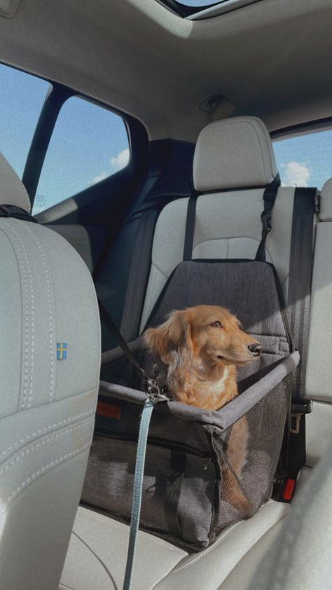 Dog In Car, Car Rider, Pet Car, Car Images, Dog Car, Car Travel, Pet Travel, Car Accessories, Audi