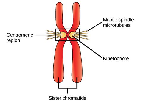 as protein synthesis, in the G1 phase. During the S phase, DNA is duplicated into two sister chromatids Sister Chromatids, G1 Phase, Human Body Vocabulary, The Cell Cycle, Fluorescence Microscopy, Nuclear Membrane, Animal Cells, Cell Organelles, Cell Forms