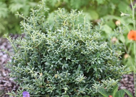 Holly Landscaping, Soft Touch Holly, Green Velvet Boxwood, Easy Backyard Diy, Azalea Bush, Green Tower, Holly Bush, Low Maintenance Shrubs, Easy Backyard