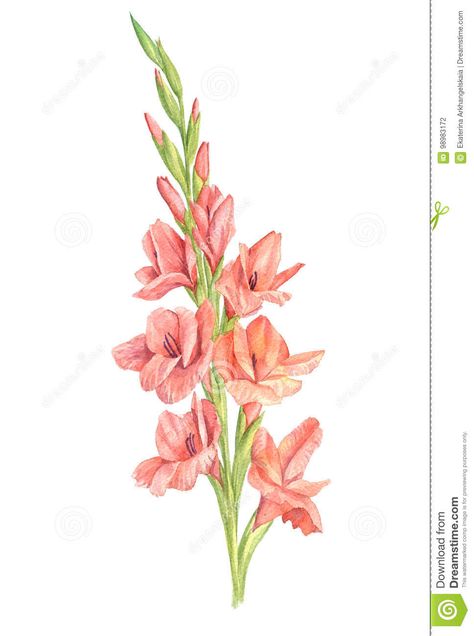 How To Draw Gladiolus Flower, Gladiolus Drawing, Gladiolus Flower Drawing Simple, Gladiolus Painting, Gladiolus Tattoo Design, Gladiolus Flower Drawing, Gladiolus Tattoo Simple, Pink Gladiolus Tattoo, Gladiolus Flower Tattoo