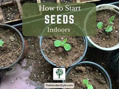 Learn how to start seeds indoors with tips for lighting, soil, containers - grow robust vegetable and flower seedlings. When To Start Vegetable Seeds Indoors, When To Sow Seeds Indoors, Starting Seeds Inside, Flower Seedlings, Seedlings Indoors, Seed Starting Mix, Starting Seeds Indoors, Root Growth, Seed Packets