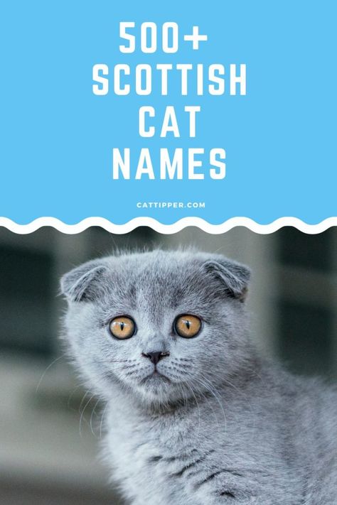 Grey Kitten Names, Kitten Names Girl, Grey Cat Names, Scottish Cat, Cat Symbolism, Boy Cat Names, Gaelic Names, Scottish Names, Scottish Fold Kittens