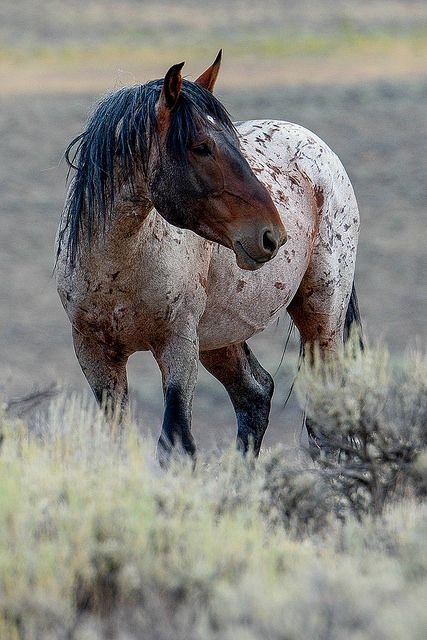 beautiful WILD HORSE Horse Standing, Mustang Horse, Wild Mustangs, Appaloosa Horses, All The Pretty Horses, Horse Crazy, Clydesdale, Wild Horse, Cute Horses