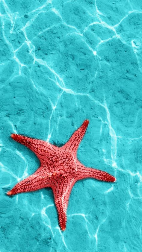 Starfish Wallpaper, Wallpaper Gatos, Beach Wall Collage, Cute Summer Wallpapers, Stella Marina, Abstract Art Wallpaper, Preppy Wallpaper, Flower Background Wallpaper, Beach Wallpaper