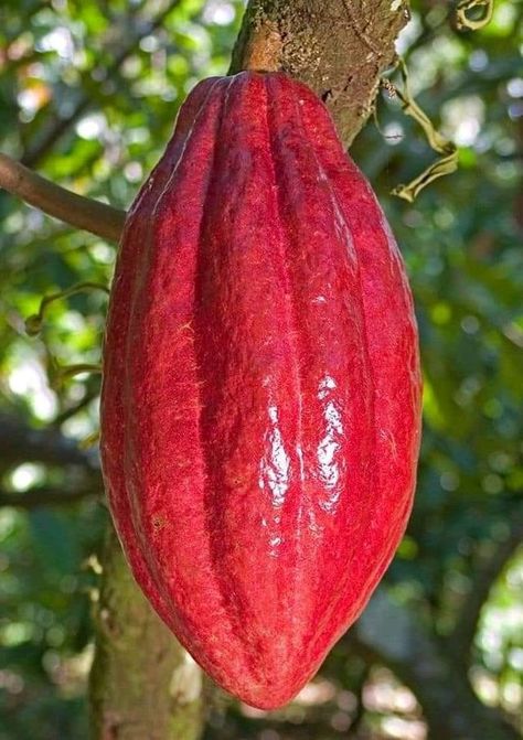 Cacao Pod, Cocoa Fruit, Cacao Fruit, Fruits And Vegetables Pictures, Weird Fruit, Chocolate Tree, Vegetable Pictures, Cacao Chocolate, Garden Idea