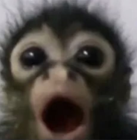 Monkey Smiling, Funny Monkey Pictures, Silly Animal Pictures, Cute Monkey Pictures, Cute Monkeys, Most Paused Movie Scenes, Pause Button, Spider Monkey