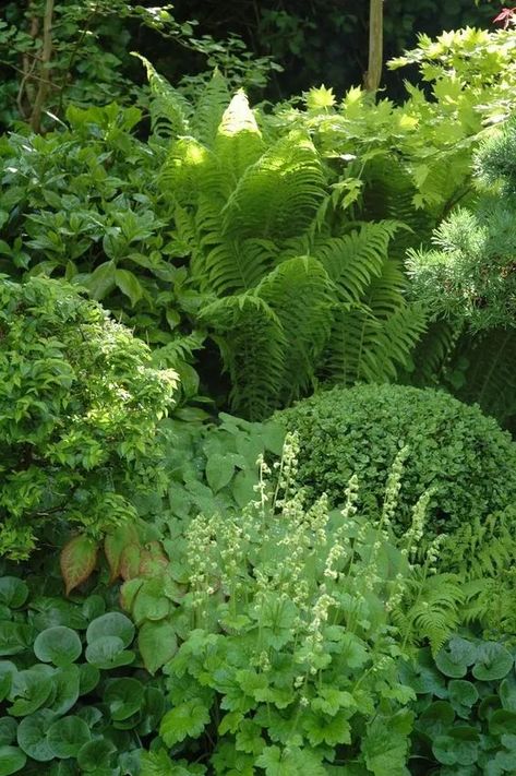 Shady Plants, Perennials Low Maintenance, Shade Garden Design, Ferns Garden, Shade Garden Plants, Pathway Landscaping, Shade Perennials, Garden Design Ideas, Plants Garden