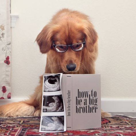 Funny Baby Announcement, Dog Baby Announcement, Foto Baby, Reveal Ideas, Baby Reveal, Baby Time, Everything Baby, Pregnancy Reveals, Trendy Baby