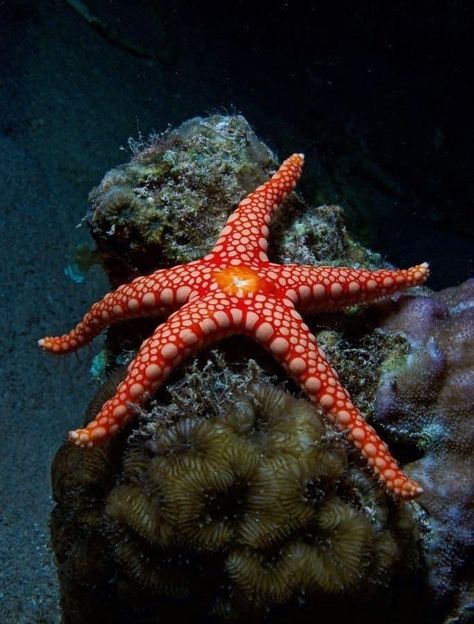 Stella Marina, Beautiful Sea Creatures, Water Animals, Aquatic Animals, Sea Star, Beautiful Ocean, Marine Animals, Ocean Creatures, Ocean Animals