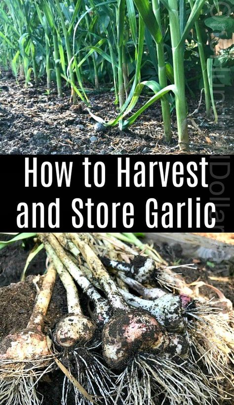 How to Harvest and Store Garlic - One Hundred Dollars a Month When To Harvest Garlic, Subsistence Farming, Harvest Garlic, Mini Farming, Store Garlic, Harvesting Garlic, How To Store Garlic, Basic Food, Tattoo Plant