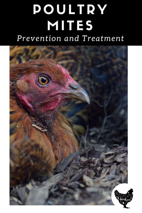 There's nothing worse than finding bugs all over your birds! We've been there, here's our suggestions for preventing and treating poultry mites. Chicken Mites, What Can Chickens Eat, Homestead Livestock, Preparedness Ideas, Baby Chicks Raising, Chicken Incubator, Modern Homesteading, Chicken Owner, Chicken Health