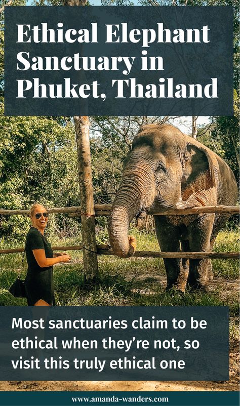 Elephant Sanctuary Thailand, Thailand Travel Itinerary, Phuket Thailand Travel, Things To Do In Phuket, Elephant Nature Park, Thailand Elephants, Thailand Vacation, Beach Village, Ethical Travel