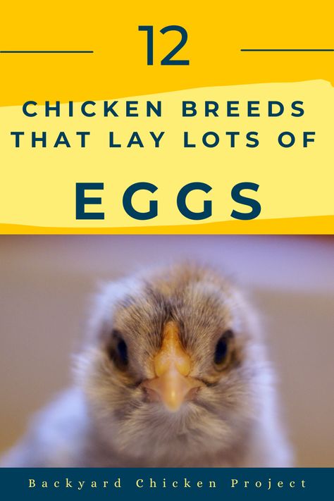 Are you looking to start or expand your backyard flock? Here are the 12 absolute best choices for friendly chicken breeds that lay A LOT of eggs. Friendly Chicken Breeds, Heritage Chicken Breeds, Heritage Chickens, Chicken Pecking, Buff Orpington, Meat Birds, Day Old Chicks, Hatching Chicks, Backyard Chicken Farming