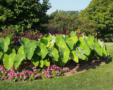 Cool Plants For Wet Soil Rain Garden Design, Wet Flowers, Bog Plants, Bog Garden, Elephant Ear Plant, Pond Landscaping, Shade Perennials, Elephant Ears, Rain Garden