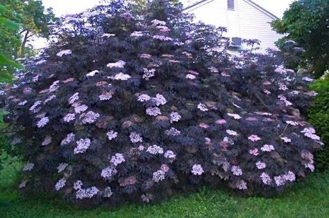 JULIE'S LIST - Sambucus nigra, Black Lace Elderberry. *NOTE: Will not get this big in MN. "Regular, aggressive pruning will keep this shrub compact and full.  Plant in full sun for best color and fullness" Sambucus Nigra Black Lace, Black Lace Elderberry, Elderberry Bush, Sambucus Nigra, Goth Garden, Purple Garden, Garden Shrubs, Pink Garden, Foliage Plants