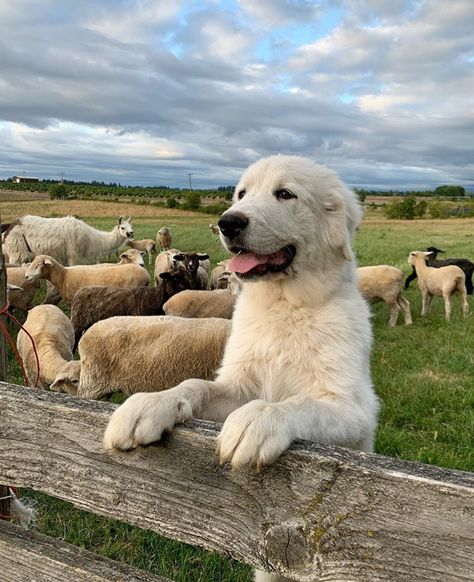 Dogs On Farm, Farm Dog Aesthetic, Horse Farm Aesthetic, Puppy Farm, Farmhouse Animals, Abandoned Farmhouse, Abandoned Cities, Future Farms, Farm Lifestyle