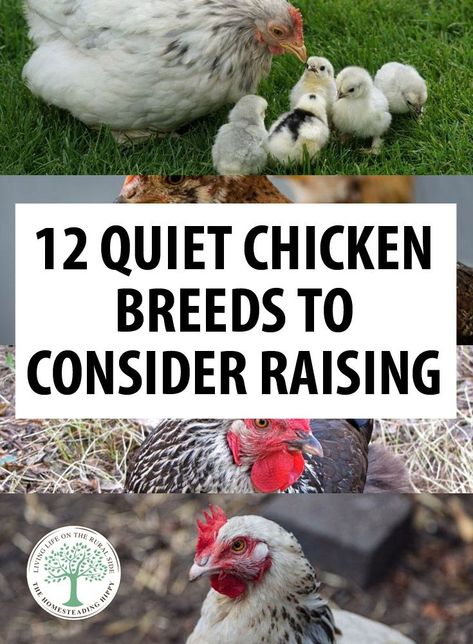 Buff Orpingtons, German Smear, Buff Orpington, Portable Chicken Coop, Raising Chicks, Urban Chickens, Backyard Chicken Farming, Best Chicken Coop, Raising Backyard Chickens