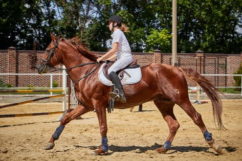 Keep it Simple and Salty: 3 Foundational Redmond Equine Supplements Horse Suit, Horseback Riding Equipment, Irish Horse, Free Horses, Horse Feed, Riding Lessons, Horse Names, Show Jumping, Horse Care