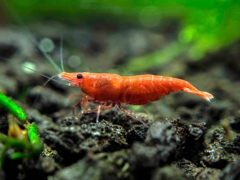 Some Tips For Keeping Shrimp In Your Aquarium | The Aquarium Adviser Weird Animal Facts, Java Moss, Freshwater Shrimp, Ghost Shrimp, Red Cherry Shrimp, Brand Food, Aquatic Pets, Cherry Shrimp, Shrimp Tank