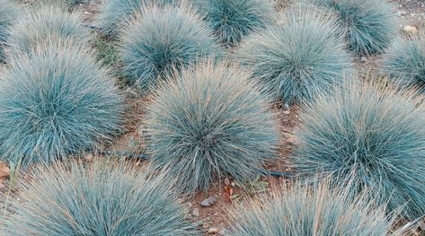 21 Best Ornamental Grasses for Full Sun Ornamental Grass Around Pool, Full Sun Grasses Perennials, Ornamental Grasses Full Sun, Full Sun Landscaping Ideas, Landscaping With Ornamental Grasses, Full Sun Landscaping, Ornamental Grass Landscape, Blue Oat Grass, Full Sun Garden