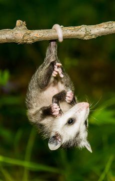 Opossum Facts, Baby Opossum, Baby Possum, Awesome Possum, Nocturnal Animals, Trash Panda, Australian Animals, Animals Of The World, An Animal