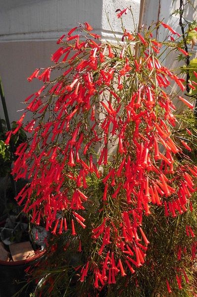 Flowering Plants In India, Russelia Equisetiformis, Firecracker Plant, Coral Plant, Dragon Fruit Plant, Florida Gardening, Back Garden Design, Succulent Garden Diy, Native Flowers