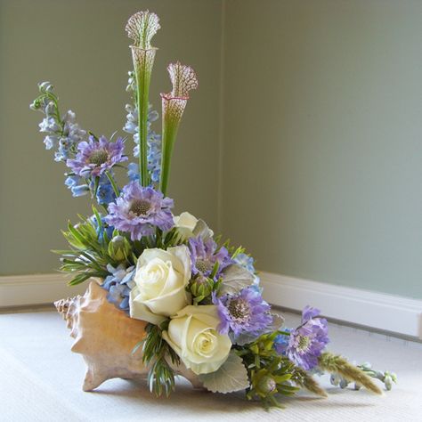 Conch shell arrangement with scabiosa, delphinium, hydrangea, dusty miller, pitcher plant, Leucadendron ‘Pisa’, bunny tail and Polar Star roses Shell Centerpieces, Hydrangea Flower Arrangements, Corporate Flowers, Beach Flowers, Arrangement Ideas, Pitcher Plant, Dusty Miller, Trendy Flowers, Succulent Arrangements