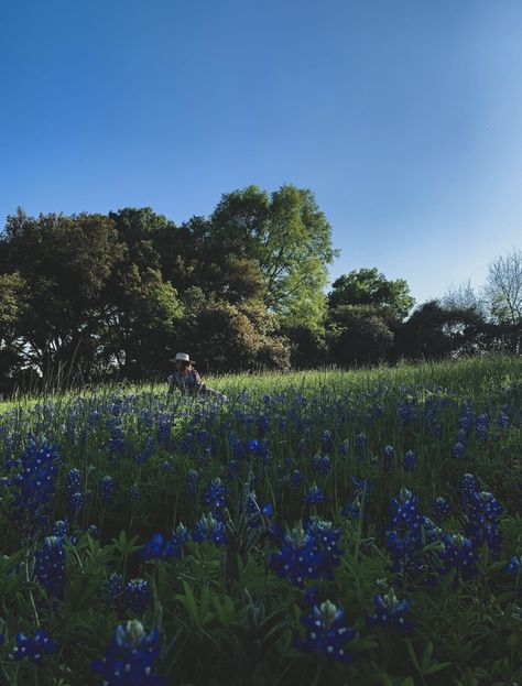 Texas blue bonnet photo shoot Blue Bonnet, Blue Bonnets, Photo Shoot, Dolores Park, Texas, Photography, Travel, Blue