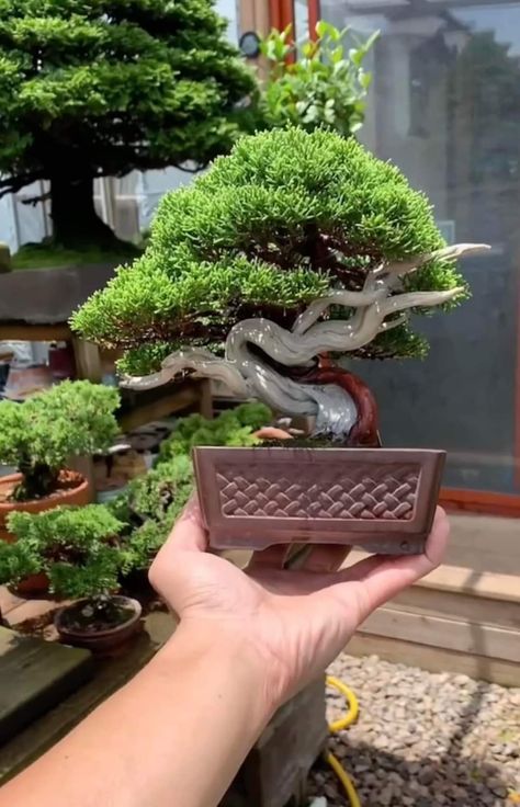 Juniper Bonsai Tree, Jade Plant Bonsai, Bougainvillea Bonsai, Bonsai Making, Japanese Bonsai Tree, Maple Bonsai, Bonsai Forest, Pre Bonsai, Bonsai Ideas