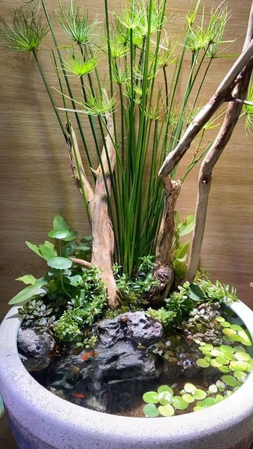 Guppy Pond, Pot Pond, Barrel Pond, Green Aquarium, Miniature Fairy Garden Diy, Green Wall Garden, Water Terrarium, Indoor Pond, Wabi Kusa