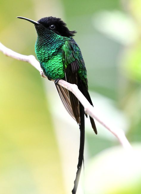 Male Black-Billed Streamertail [Hummingbird] (Trochilus polytmus ssp. scitulus) Port Antonio Jamaica, Hummingbird Photos, Hummingbird Pictures, Birds Photography, Animal Reference, Bird Photo, Bird Photography, Bird Species, Birds Of A Feather