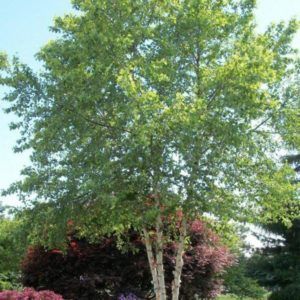 Deciduous Trees Melbourne- Hello Hello Chinese Elm Tree, Ulmus Parvifolia, Betula Nigra, Small Ornamental Trees, Acer Trees, Pinterest Plant, Small Yellow Flowers, Urban Tree, Elm Tree