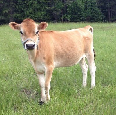 Mini, Midsize, and Full Size Jersey Family Milk Cows, NWHomestead.com, Idaho Mini Jersey Milk Cow, Jersey Cattle, Miniature Cattle, Milk Cows, Miniature Cows, Pet Cows, Mini Cows, Jersey Cow