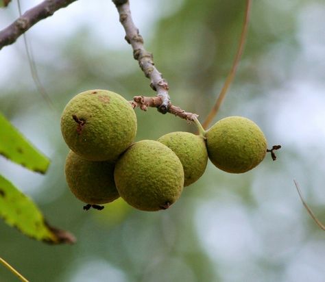 How to Make a Black Walnut Tincture | Herbal Home Remedies | Healthy Recipes | DIY | My Healthy Homemade Life | #blackwalnut #healthy #herbal #homeremedies Chicken Salad With Walnuts Recipe, Parasite Cleanse Diet, Walnut Chicken Salad, Juglans Nigra, How To Darken Hair, Black Walnut Tree, Parasite Cleanse, English Walnut, Cleanse Diet