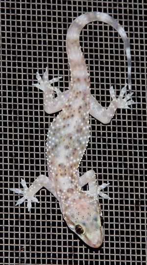 Mediterranean House Gecko or Turkish Gecko (Hemidactylus turcicus) Mediterranean House Gecko, Mediterranean Gecko, House Gecko, Arizona Animals, Firefly Forest, Gecko Tattoo, Cute Lizard, Mediterranean House, Wild Kingdom