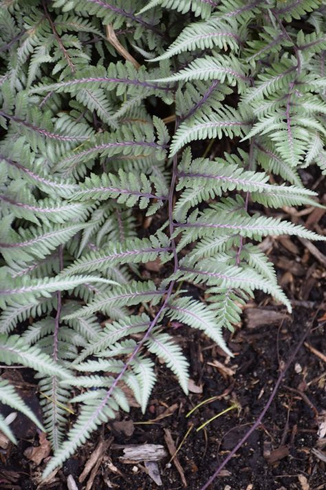 Godzilla Giant Japanese Painted Fern (Athyrium 'Godzilla') at The Growing Place Hillside Planting, Ontario Garden, Outdoor Shrubs, Hillside Gardens, Biddeford Maine, Circle Garden, Painted Fern, Japanese Painted Fern, Front Landscape