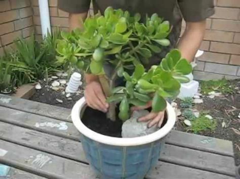 To repot large Jade Plants be sure to have all of your supplies ready in early spring as the Jade Plant starts to show new growth... Jade Plant, Crassula Ovata, Jade Plants, Garden Guide, Desert Plants, Growing Indoors, Large Plants, Plant Pots, Autumn Garden