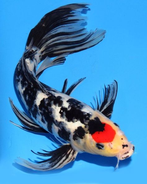 Butterfly Koi Fish | ... about Butterfly koi on Pinterest | Koi, Koi carp and Koi painting White Koi Fish, Karp Koi, Black Koi Fish, Koi Fish Swimming, Butterfly Koi, Ikan Air Tawar, Coy Fish, Koi Carp Fish, Koi Painting