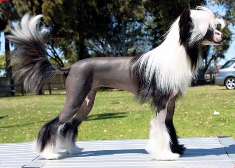 Scarlett - chinese crested show dog Poodle Fursona, Powderpuff Chinese Crested, Black Cantonese Bear Dog, Chinese Crested Powder Puff, Chinese Dog, Chinese Crested Dog, Dog Poses, Chinese Crested, Pretty Dogs