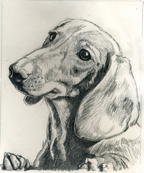 DOG BREED PROJECT: April 13th - Dachshund - WetCanvas Dachshund Sketch, Animal Sketches Easy, Dachshund Drawing, Dachshund Painting, Portrait Drawing Tips, Dog Drawing Simple, Daschund Dog, Back Drawing, Celebrity Dogs