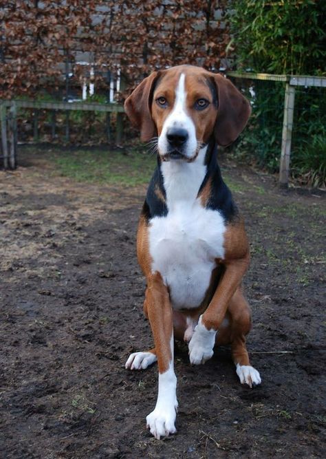 Hound Dog Aesthetic, Harrier Hound, Foxhound Puppy, Harrier Dog, Walker Hound, Foxhound Dog, Fox Hound, English Foxhound, Walker Coonhound