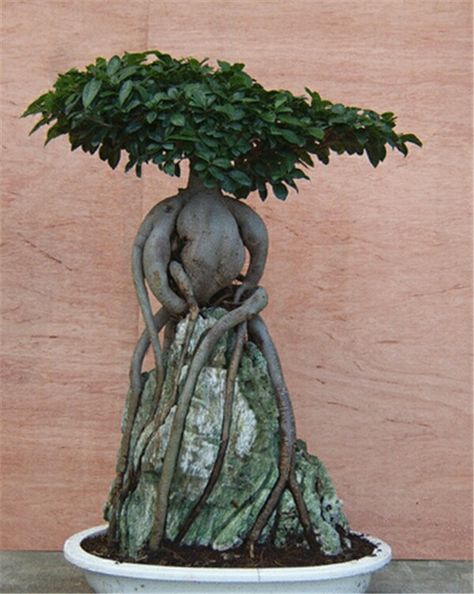 Ginseng grafted ficus over rock Ginseng Ficus, Ginseng Bonsai, Ficus Ginseng Bonsai, Ficus Ginseng, Bonsai Ficus, Bonsai Tree Care, Bonsai Art, Terrarium Diy, Jade Plants