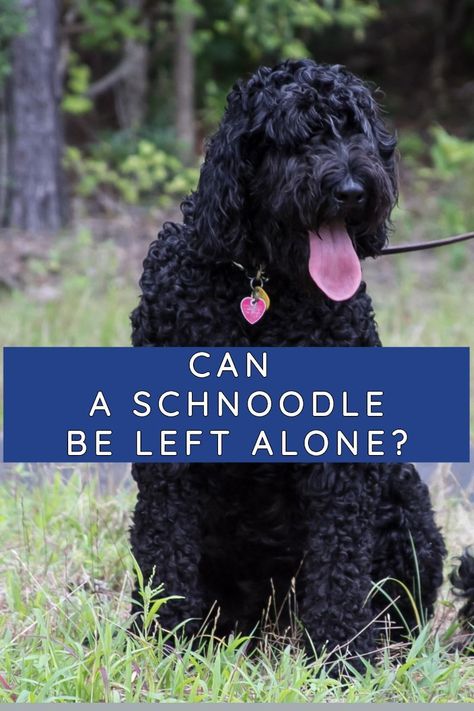 I’ve always adored the nature of Schnoodles and started wondering if it’s possible to leave for 8 hours of work, and the only option is that the Schnoodle has to stay at home by itself? So can a Schnoodle be left alone? Yes, but a Schnoodle is a highly social animal, so there are a few forethoughts you will have to ... Giant Schnoodle, Undertale Dog, Fancy Dog Houses, Cavoodle Dog, Doodle Dog Breeds, Schnoodle Dog, Hans Gruber, Cute Dog Harness, Gsp Dogs