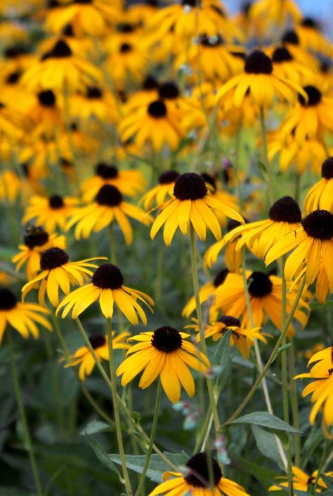 Blackeyed Susans Flowers, Black Eye Susan Flowers, Rudbeckia Goldsturm, Blackeyed Susans, Flowers By Color, Black Eye Susan, Yellow Flower Garden, Rudbeckia Fulgida, Yellow Coneflower