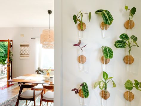 DIY Wall Plant Propagation Propagation Wall Living Room, Diy Plant Propagation Wall, Test Tube Propagation Wall Diy, Wall Hanging Propagation Station, Wall Propagation Station, Plant Propagation Wall Decor, Propogating Plants, Propagation Wall, Plant Propagation